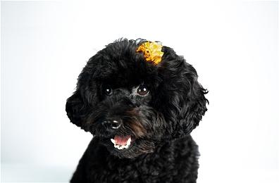 保持了15年的《暗黑破坏神》速通纪录被证实作假